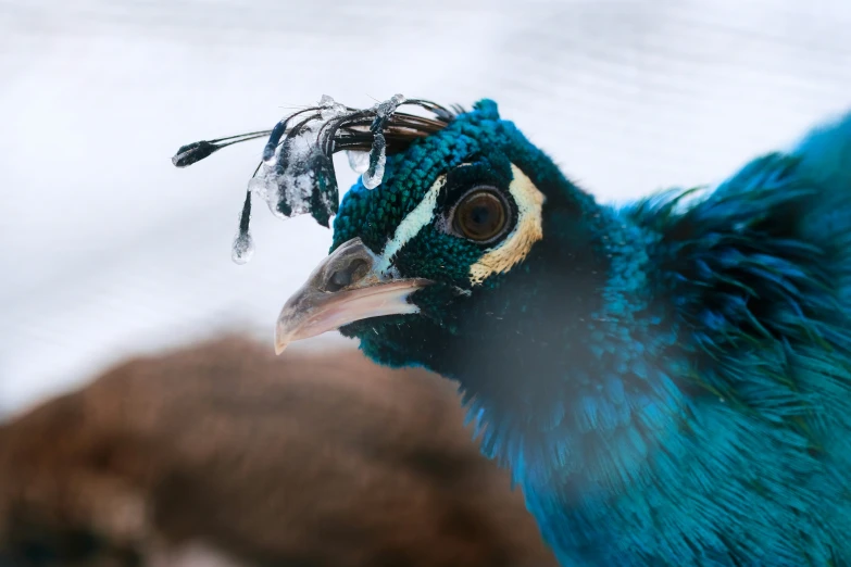 the colorful blue bird has a brown ear