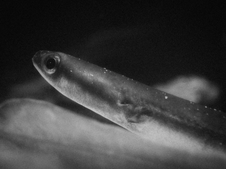 a fish that is laying in a persons hand