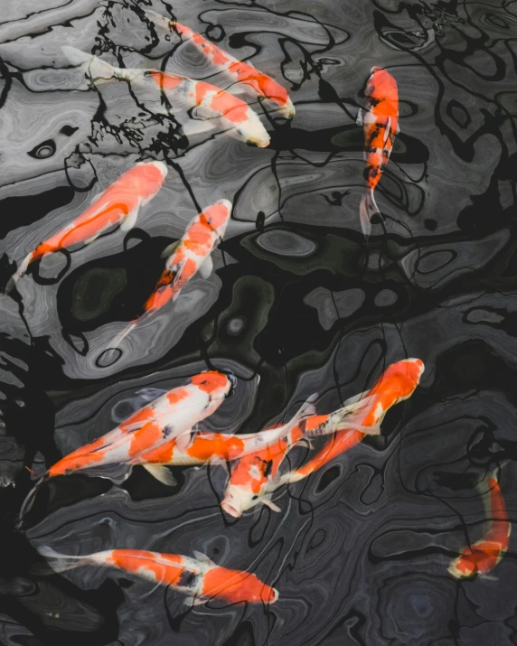 several orange fish in a pond of water