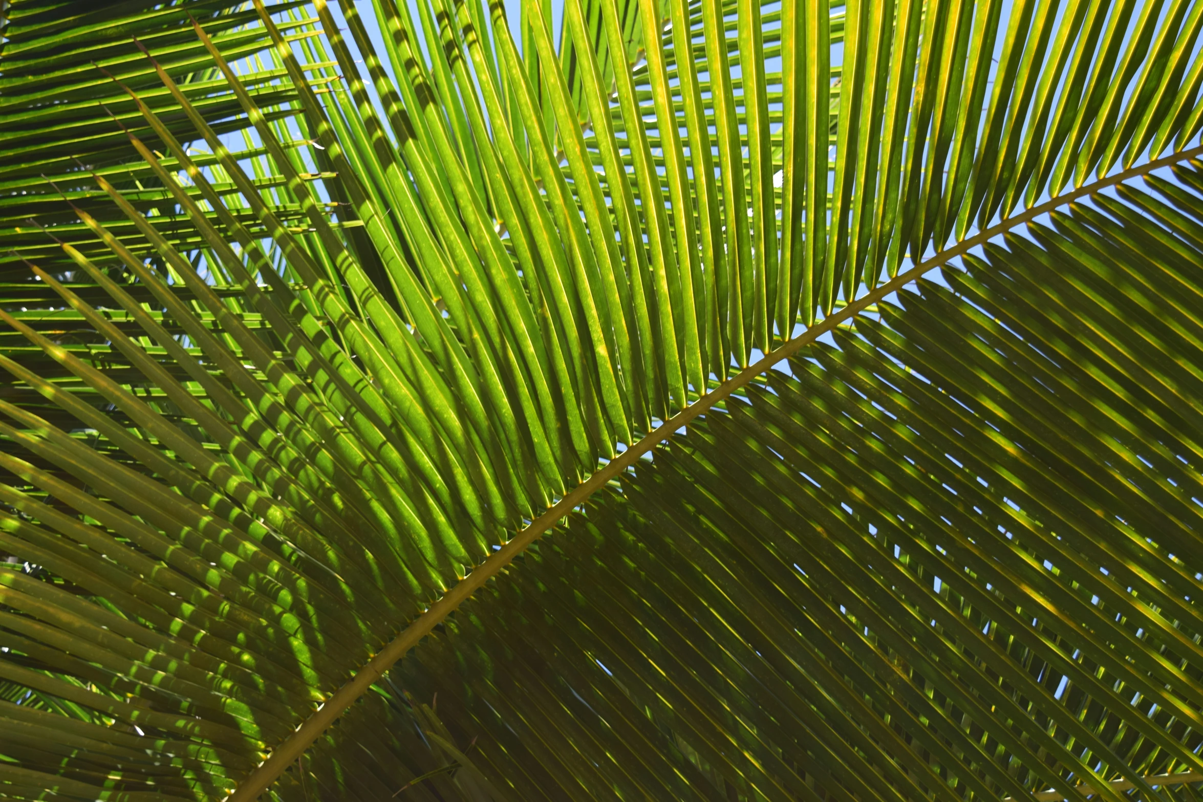 the top part of a palm tree with large leaves