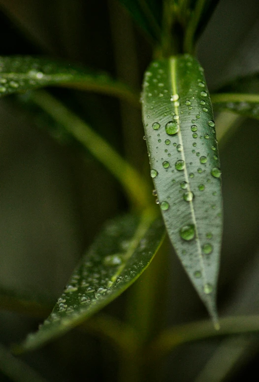 the green leaves have water drops on them