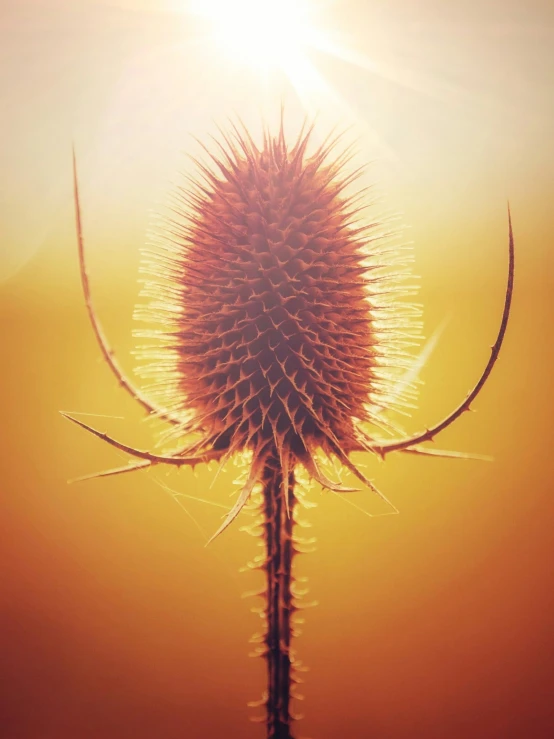 a close up of an open flower on a field