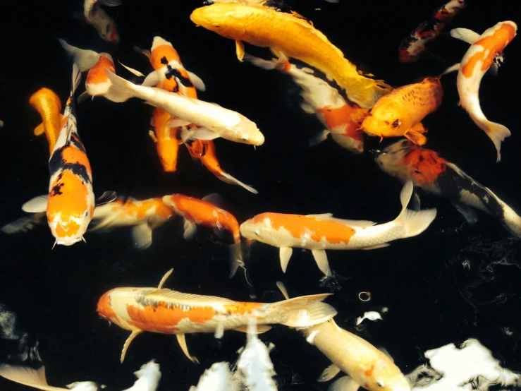 several orange and white koi fish in a pond