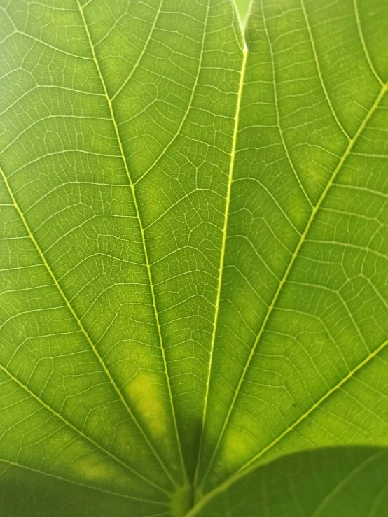 a green leaf with sunlight from the top