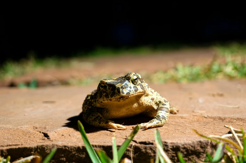 a toad sits in a hole between green grass