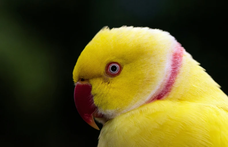 a small yellow bird with a red beak