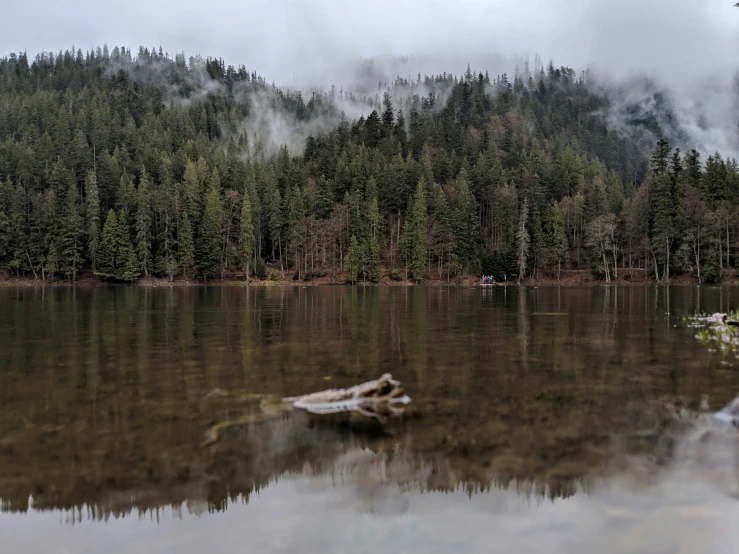 a fallen tree in the water next to a forest