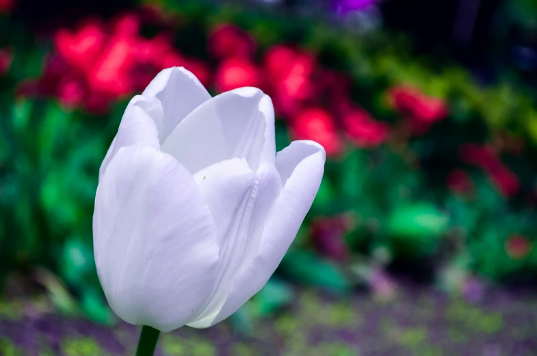 a closeup view of a single white flower