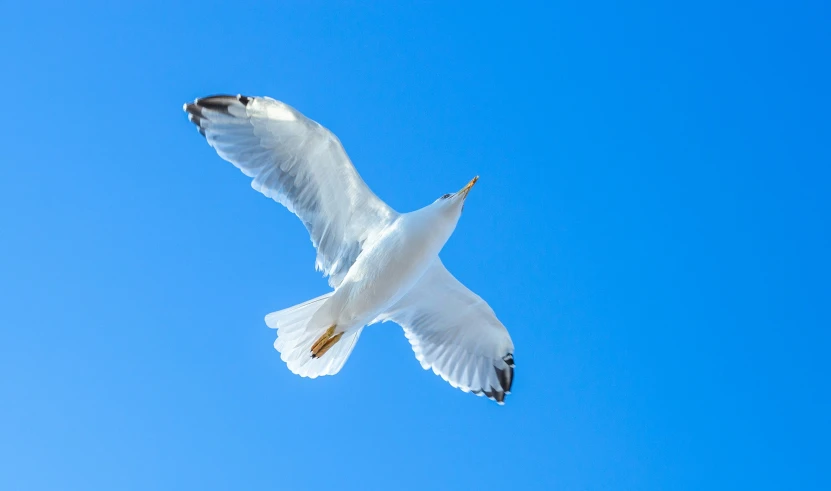 a bird flying in the air with blue sky behind it