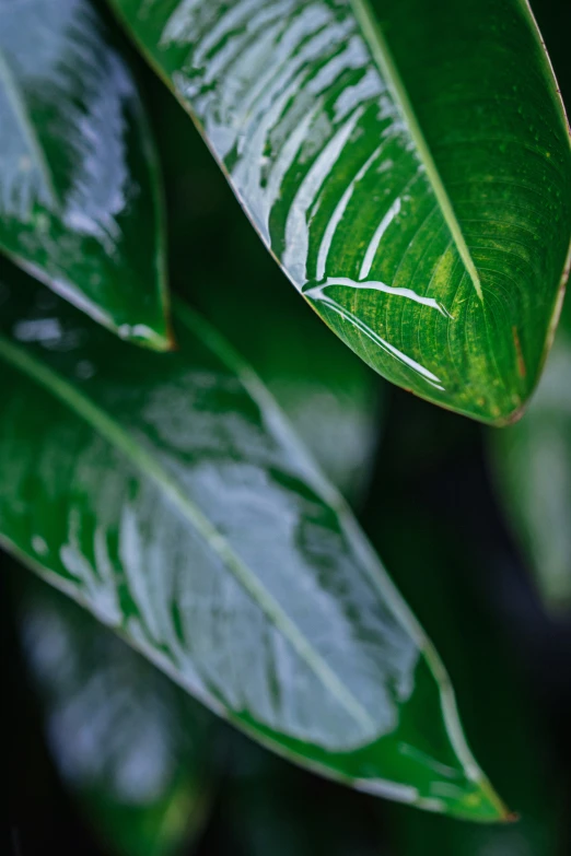 a close up view of a leaf with water drops