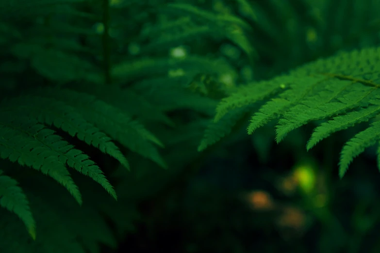 a close up view of a fern plant leaves