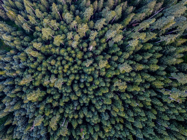 a view of a very tall tree from a bird's eye view