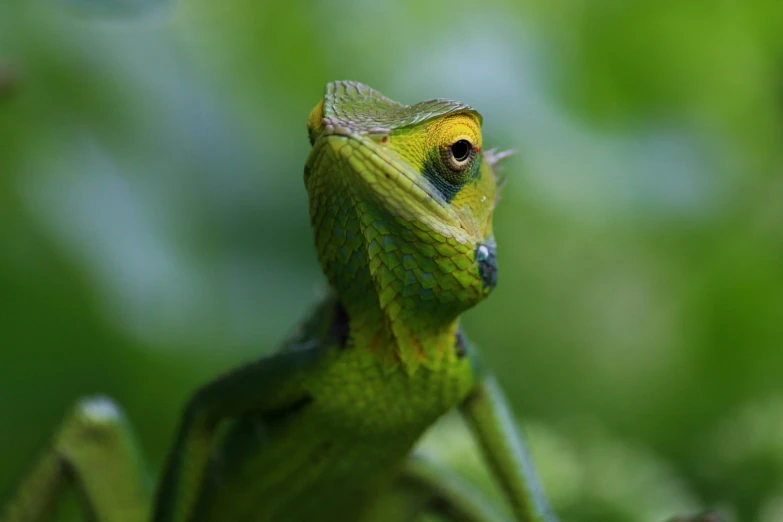 green anolema in front of blurry background