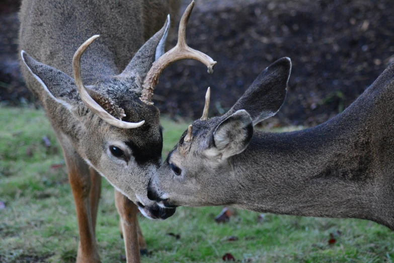 two deer nuzzle each other in a field