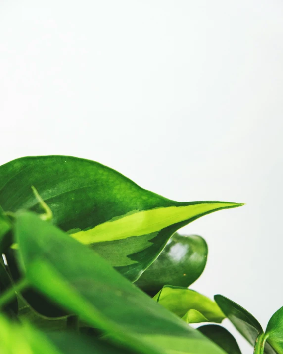 a plant with lots of green leaves in front of a white background