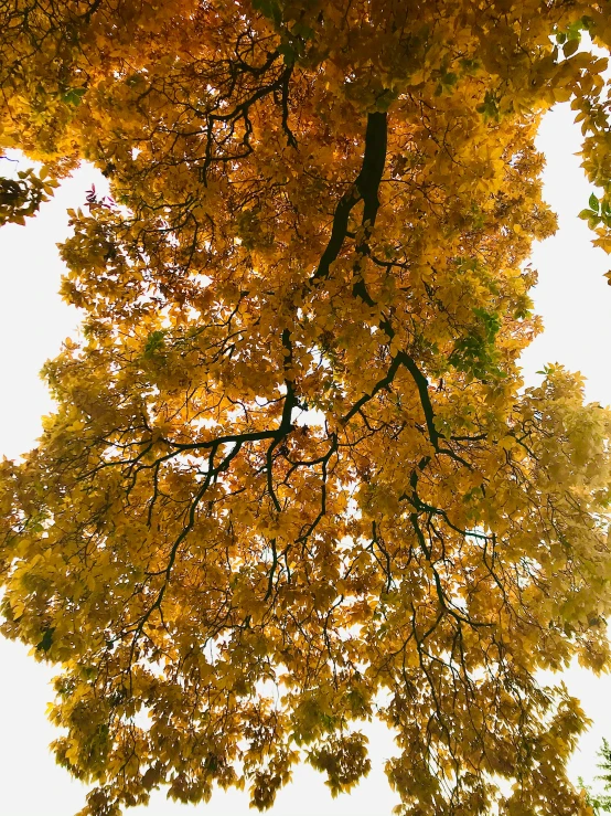 the leaves are changing colors of the tree in front of the building