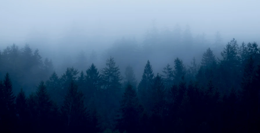 an image of foggy forest area on a cold day