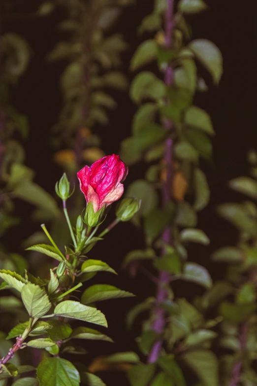 a pink flower is standing out in the bush