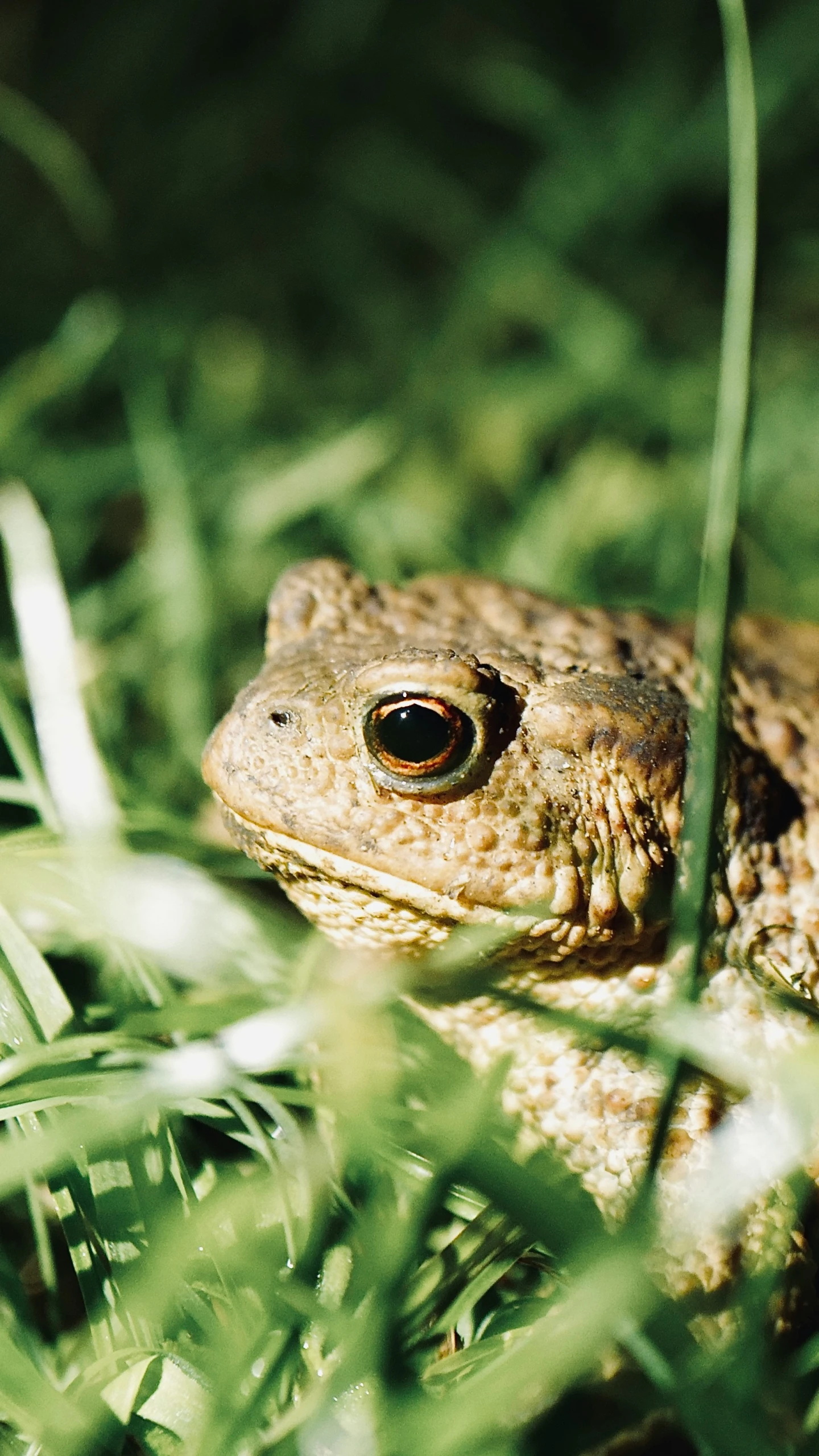 a frog in the grass looking at the camera