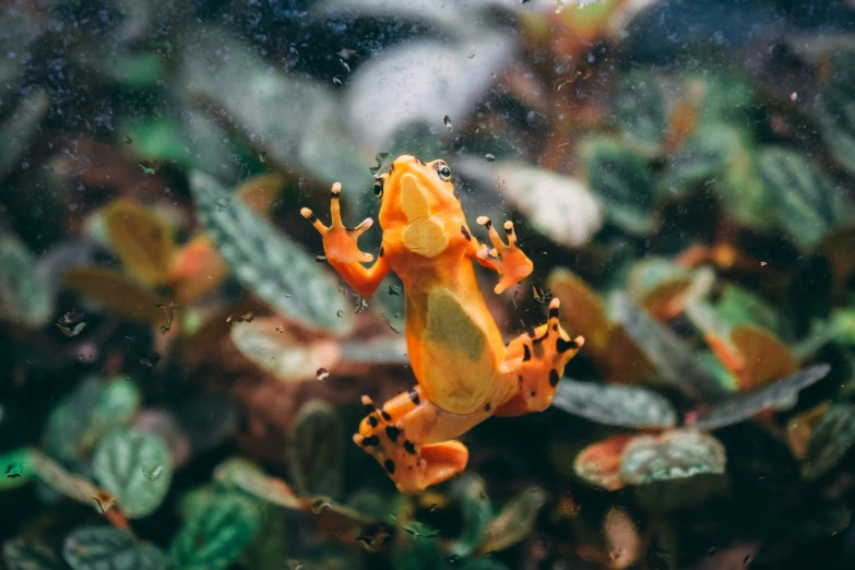 a yellow and orange frog that is standing on top of leaves