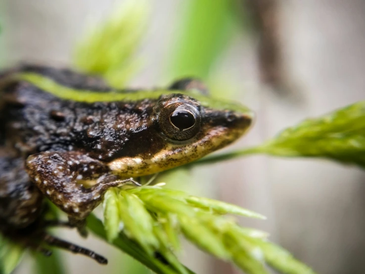 a brown frog sitting on top of a green plant