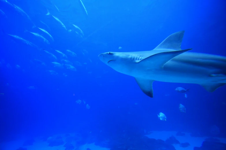 a large group of fish swimming around on a blue surface