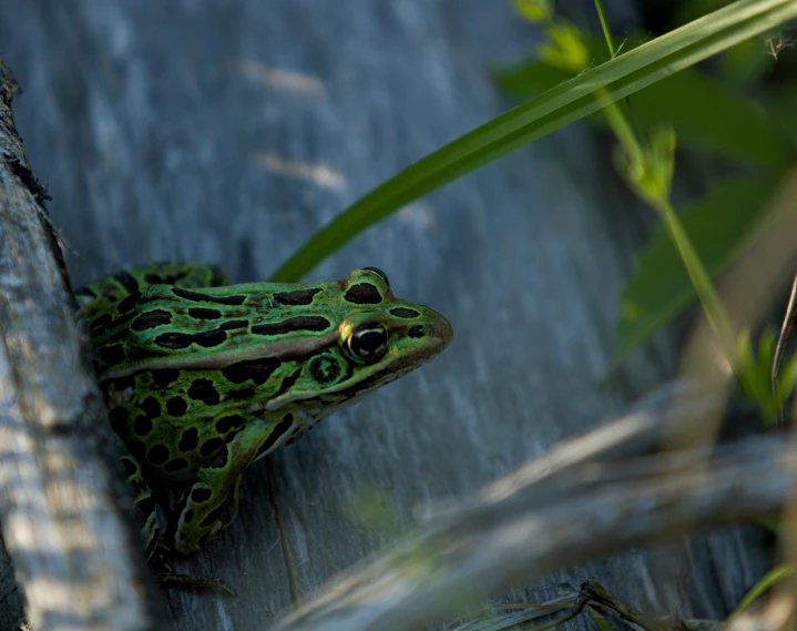 a large green and black frog sitting on the edge of a tree