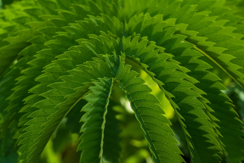 green leaves of a plant with lots of fronds