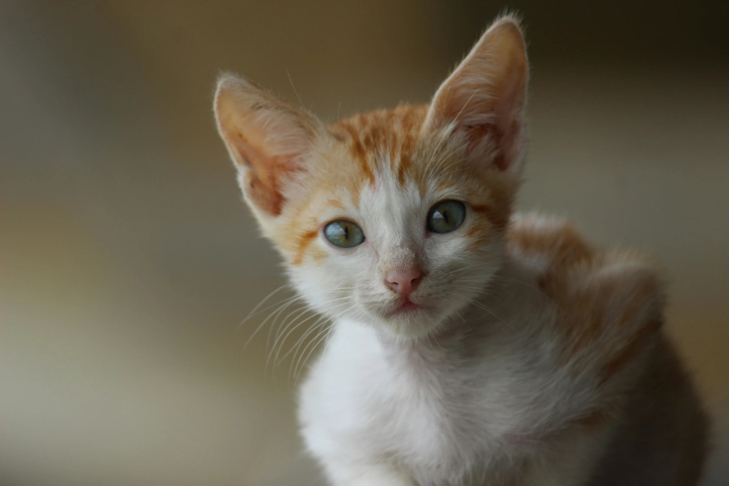 a orange and white kitten sitting next to a wall