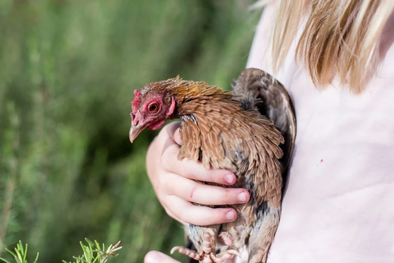 a woman's hand holding a hen over a plant