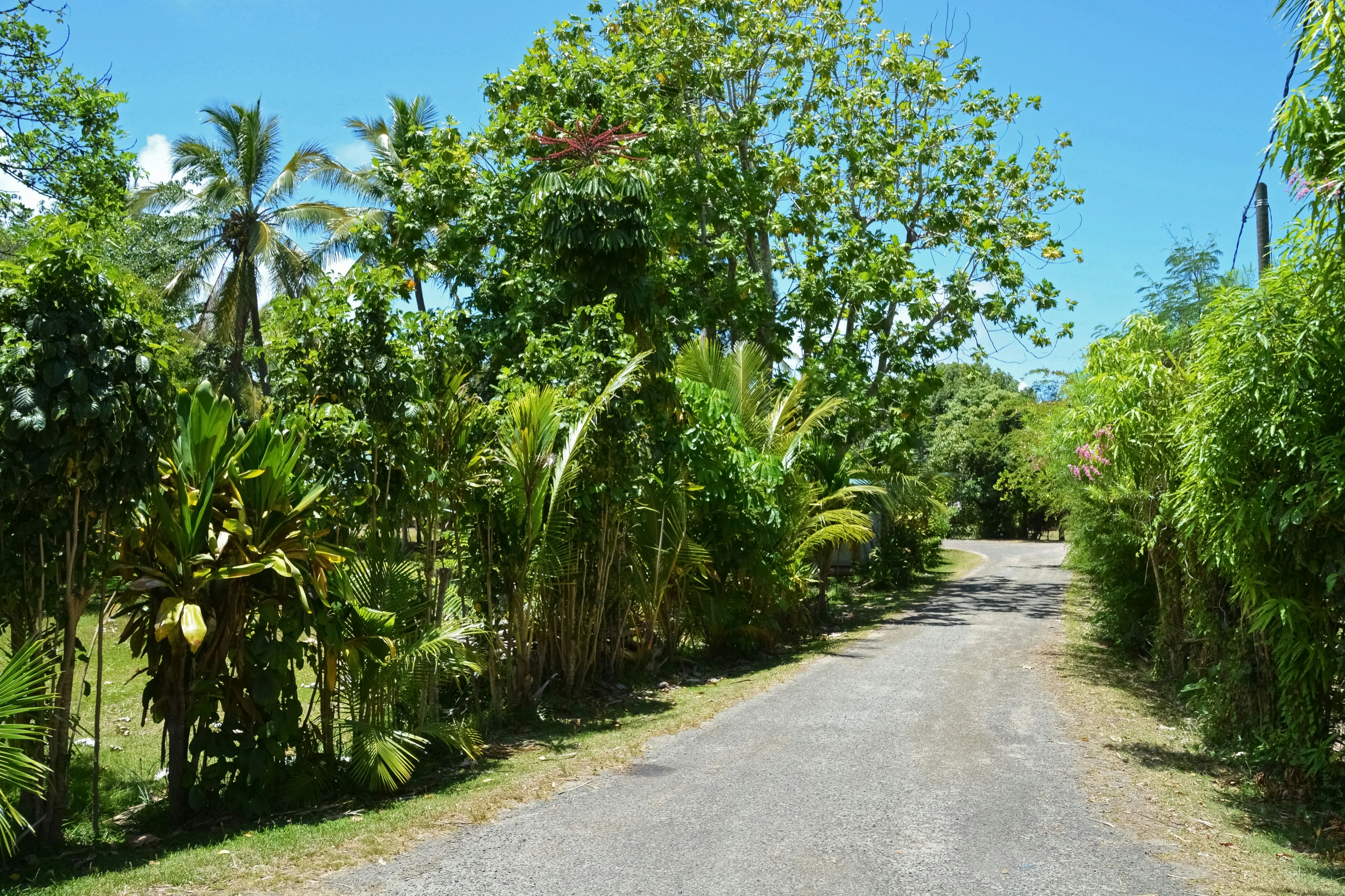 a stop sign on a street with trees along the side