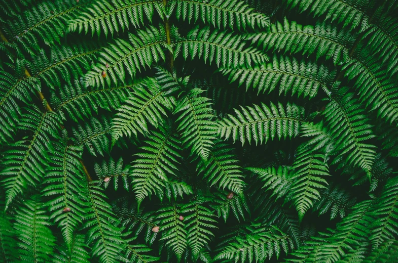 close up view of green plant with lots of small leaves