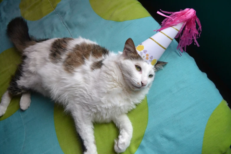 a cat is lying down with a birthday hat on