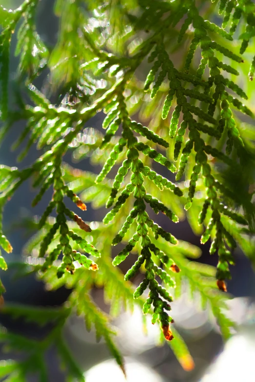 a close up image of some green leaves