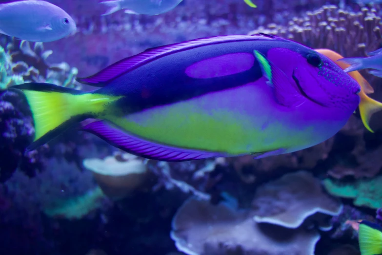 a brightly colored fish floating on top of a coral reef