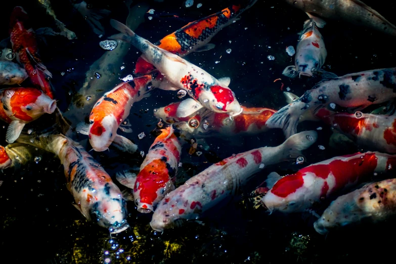 many koi fish swimming in an ornamental pond