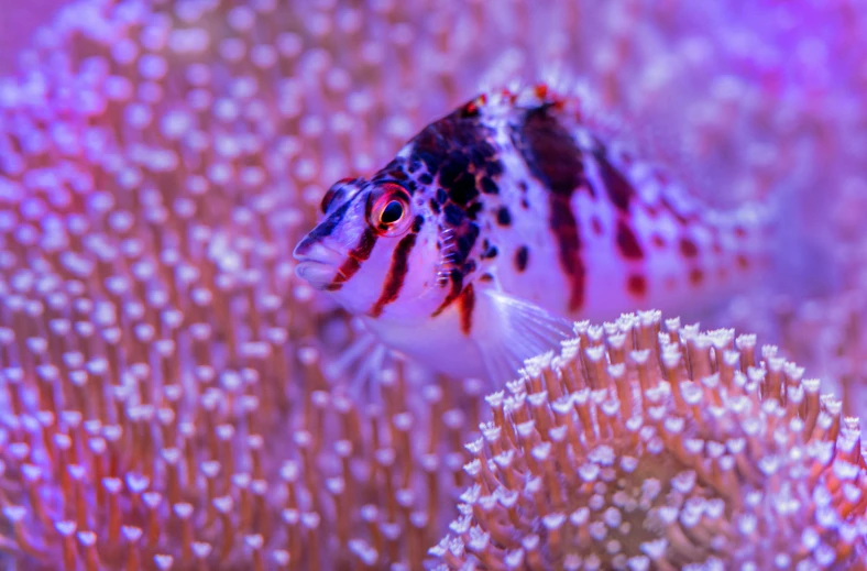 a fish is swimming among corals in the water