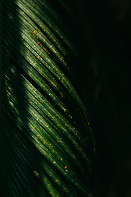 dark green leaves of a plant in the sunlight
