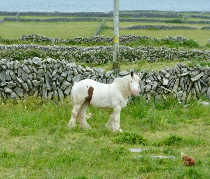 a white horse stands in the grass near a stone wall