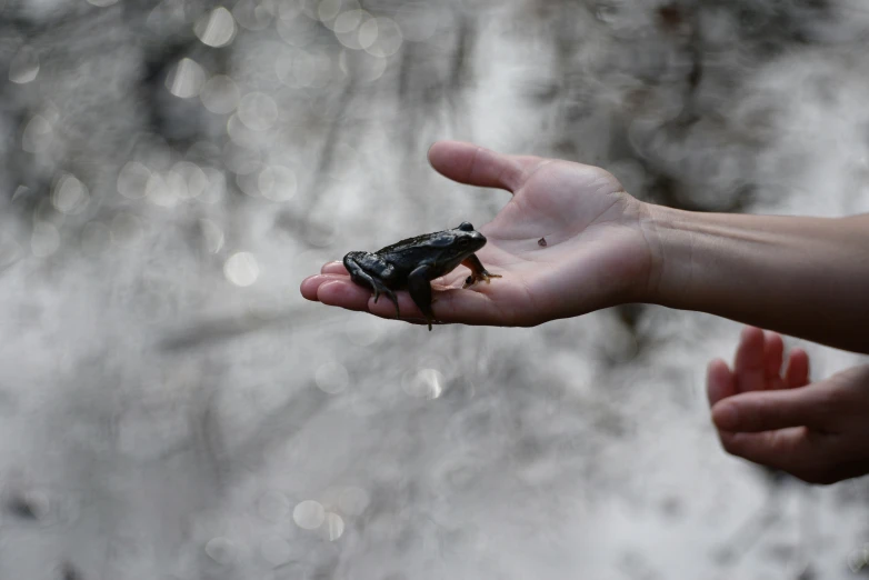 a hand holding a small frog out in the middle of a forest