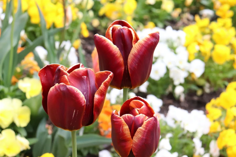 three red flowers grow close together in the wild