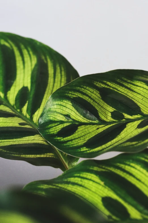 closeup of a bright green and yellow plant