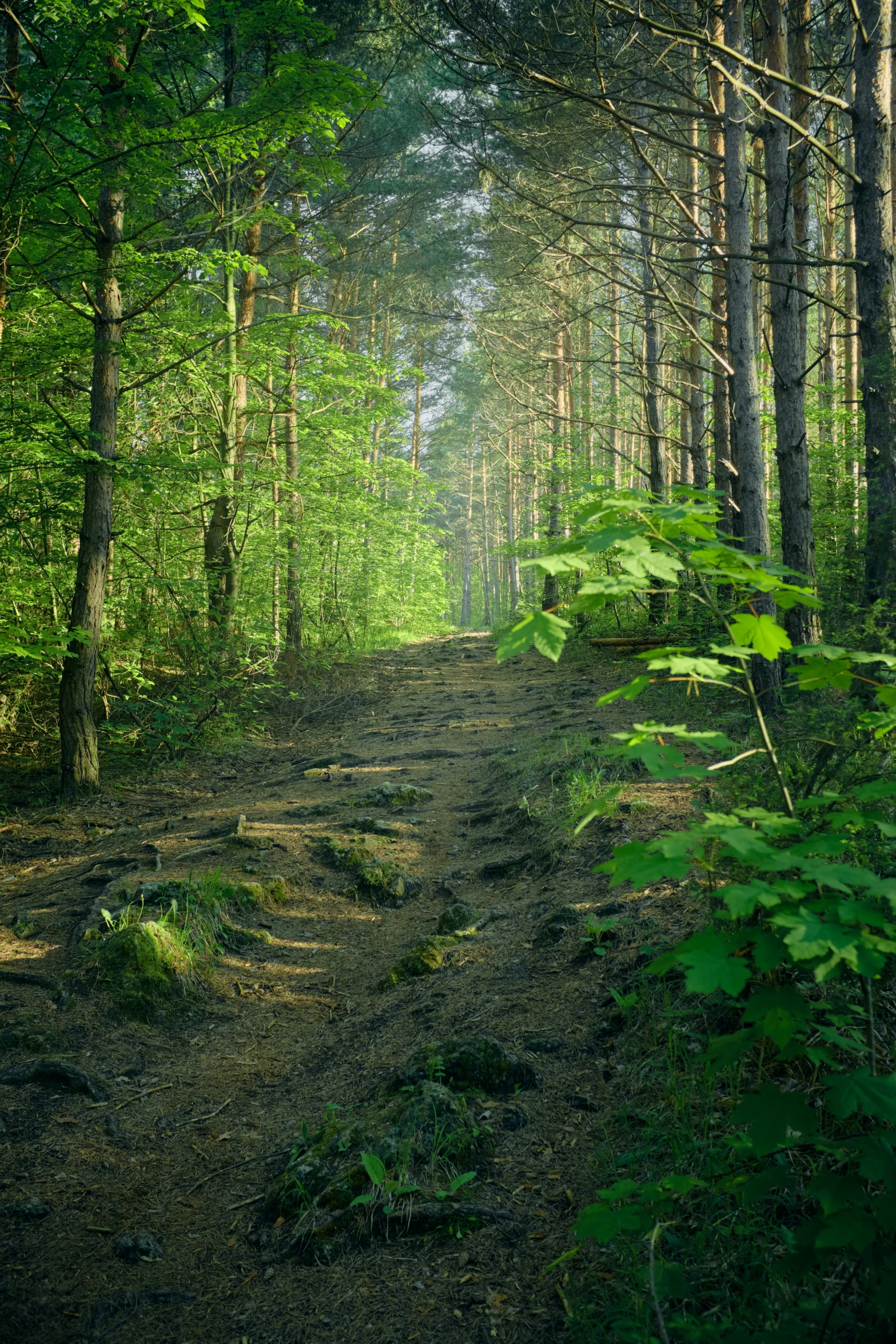 a dirt road surrounded by tall trees