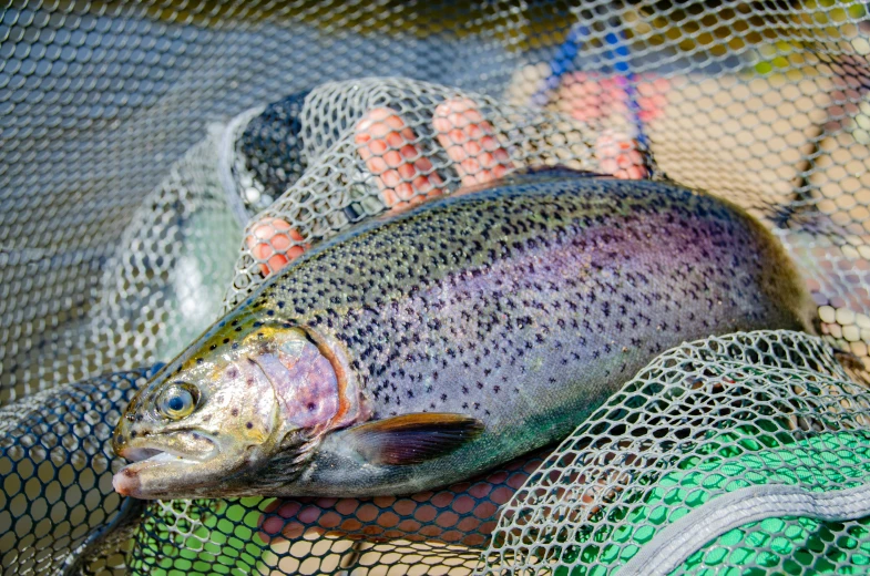 colorful fish sitting in a net between some fishing nets