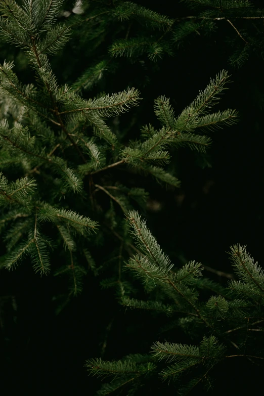 a green pine tree with brown leaves and dark background