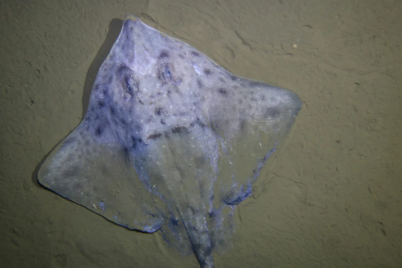 there is a blue and purple jellyfish on the beach