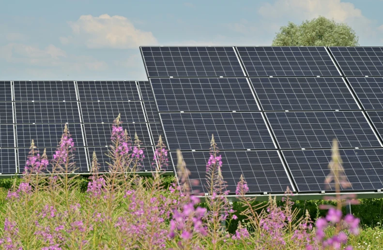 large array of solar panels on a roof with flowers