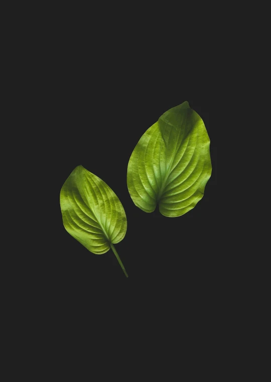 some small green leaves on top of a black background