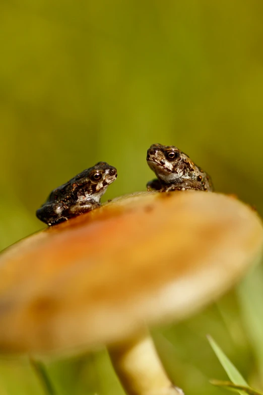 two little frogs are sitting on top of a mushroom