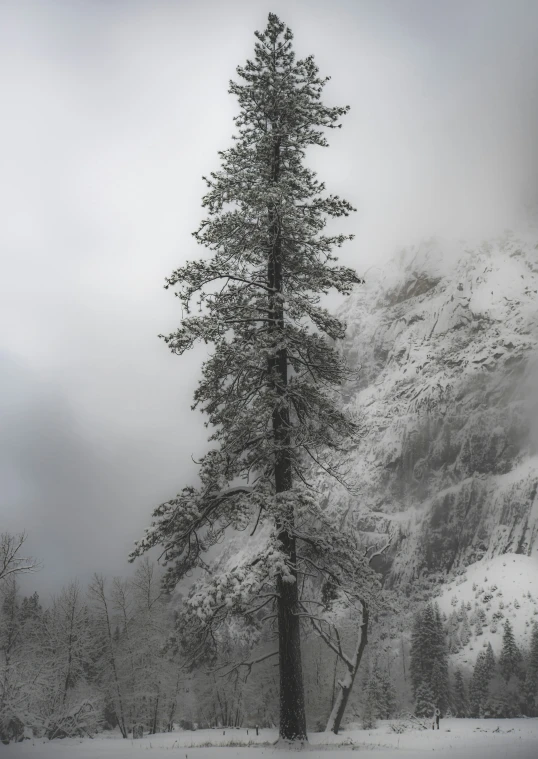 a large pine tree next to a tall mountain